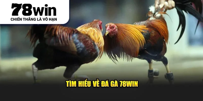 Tìm hiểu về Đá Gà 78Win